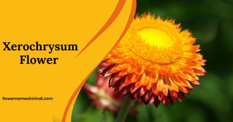 Xerochrysum