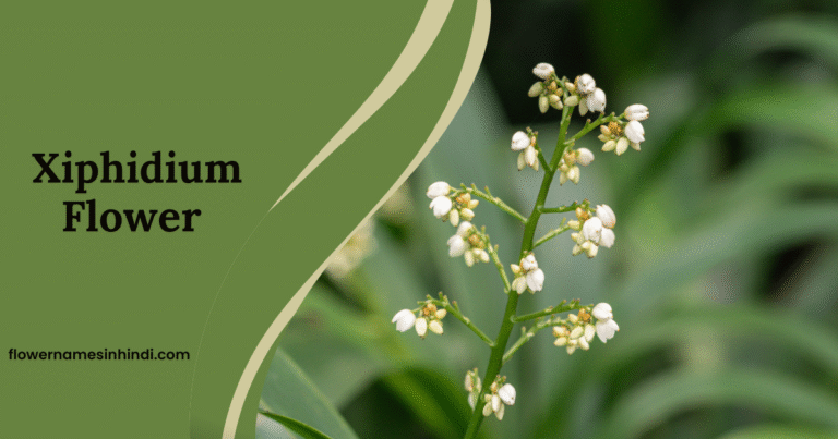 Xiphidium: Flowers Beginning With X