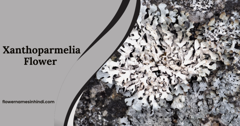Xanthoparmelia