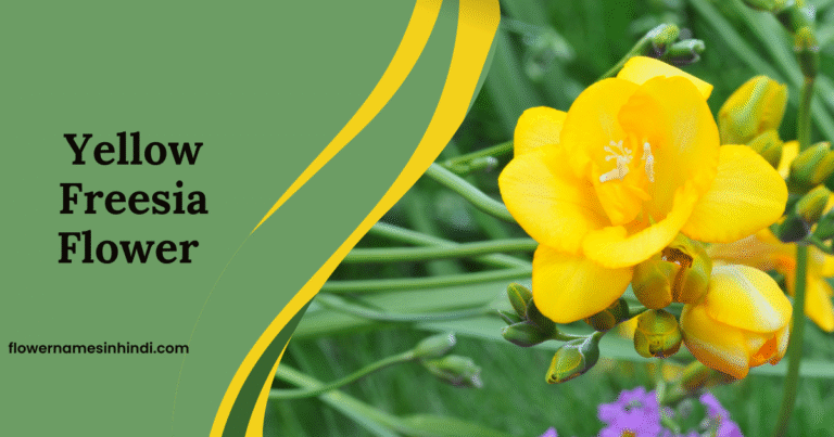 Yellow Freesia: Flowers Beginning With Y