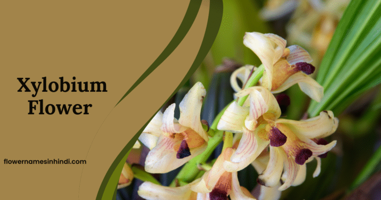 Xylobium