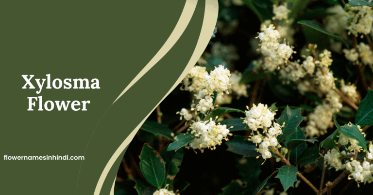 Xylosma