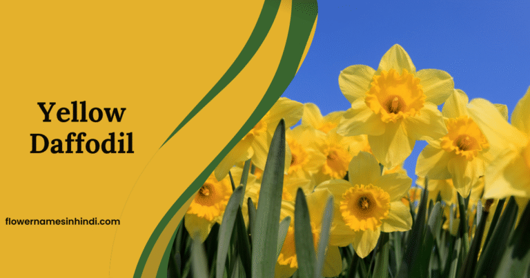 Yellow Daffodil: Flowers That Begin With Y