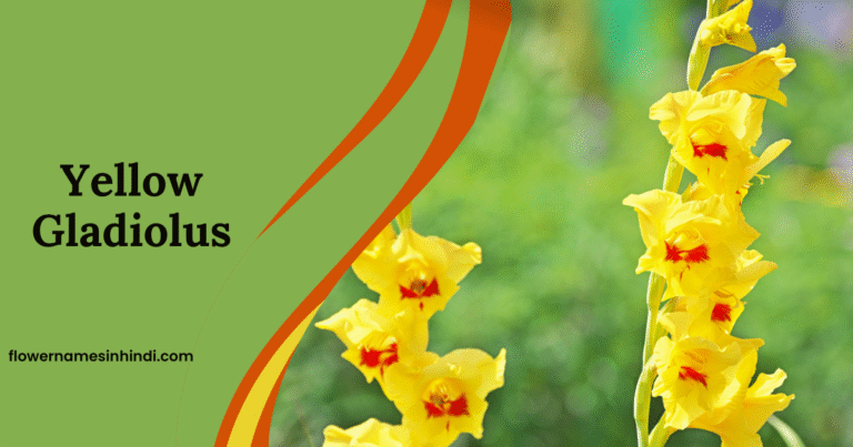 Yellow Gladiolus