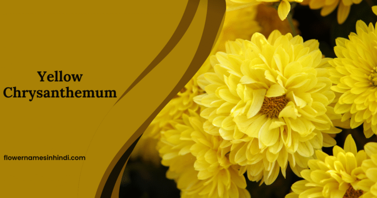 Yellow Chrysanthemum