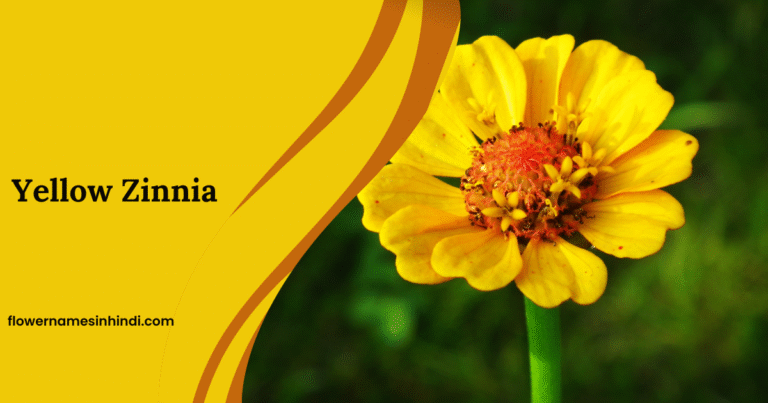 Yellow Zinnia: Flowers Beginning With Y