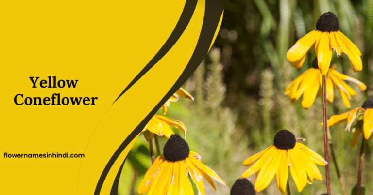 Yellow Coneflower